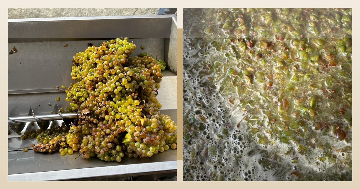 Orange wine in Georgia and skin-contact tradition