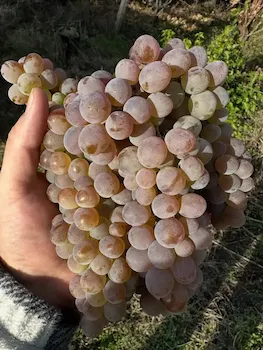 Rkatsiteli grape bunch held by hand