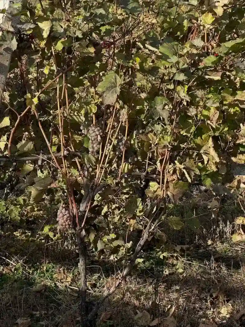 Natural vineyard rows