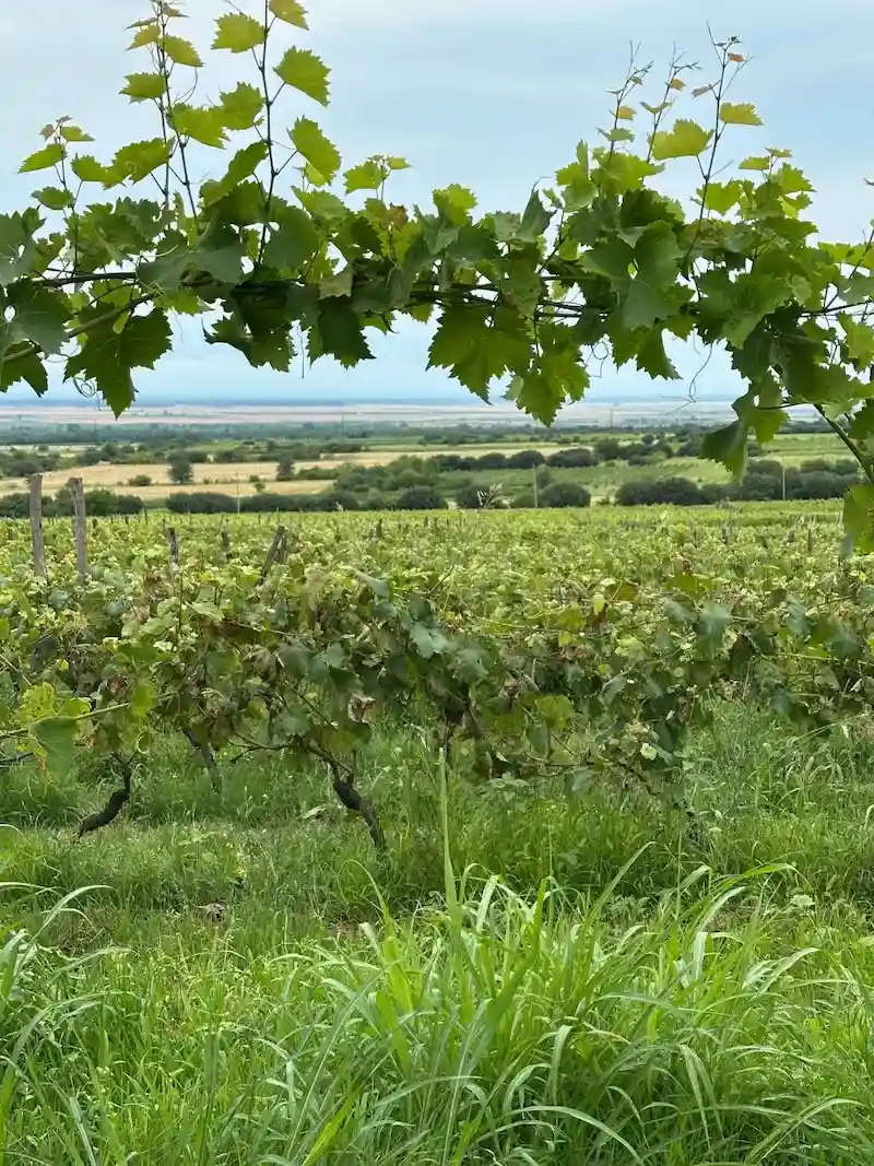 Vineyard landscape in Kakheti
